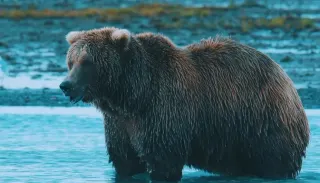 Boz Ayılar Alaska'dan Anadolu'ya Yaşamın Ritmi Belgesel