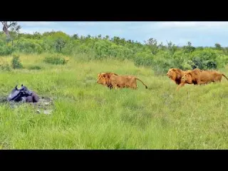 3 Male Lions Casually Stroll up to Buffalo Chilling in the