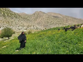 The real life of a nomadic woman in Zagros Milking sheep