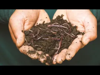 Discover An Insects Around Home