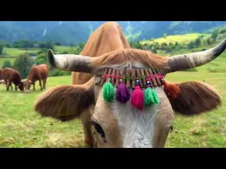 Happy life in a remote Turkish village at an altitude of