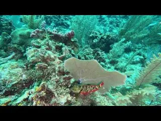 CLIP Dive 131 Stoplight Parrotfish Virginia s Wall 2 23 26