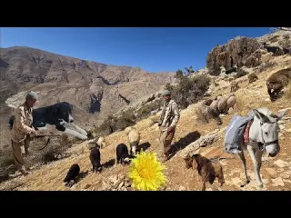 Nomadic Life Jahangir and his loyal donkey go into the