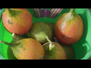 Harvesting Giant Red Gac Fruits in the Forest Goes to