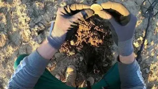 Vergessener Friedhof im Wald Sondeln Spektakuläre Funde WW2