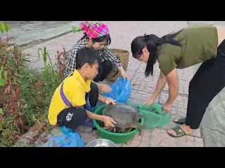How to catch soft shell turtles and loaches in rice fields