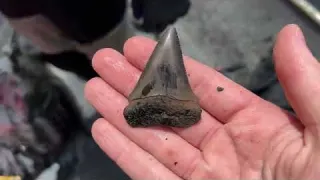 This River is Full of Ancient Treasures Shark Teeth