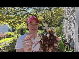 This Plant Took OVER My Garden Fall Cleanup Garden Rescue