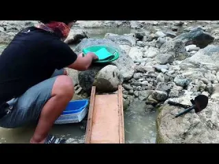 Gold Panning Processing deposits from beneath river rocks