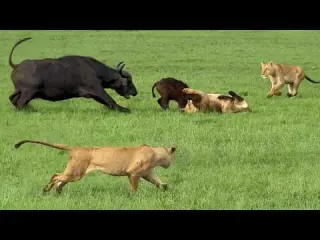 Loving Mother Herd Do All They Can to Save Baby Buffalo
