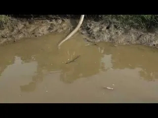 Fishing Video Fishing Technique Survival Skills Catch a lot
