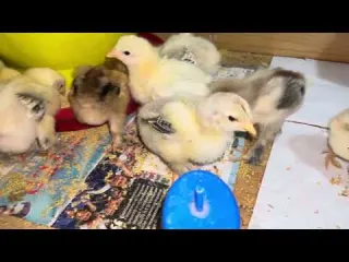 Tengo a los pollitos más costosos los brahamas