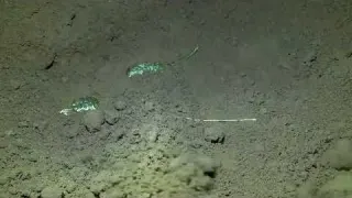 The young man hunted for treasure in the cave and found