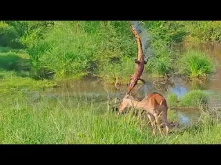 Crocodile Ambush Goes Terribly Wrong For the Crocodile