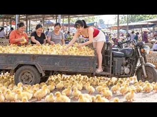 300 Baby Ducklings Ready for Market Selling Them to Local