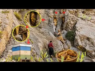 How Nomads Tame Wild Bees Turn a Wild Colony into Your