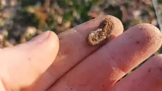 Další mince do sbírky Detektor kovů