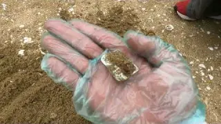 キタァ マジで収穫 お金に指輪 銃の弾も 金属探知機使って砂浜でトレジャーハンター 宝探し ３１