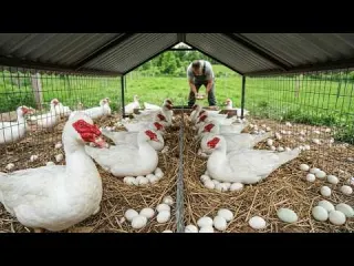Harvesting Muscovy Duck Eggs How to Raise Muscovy Ducks for