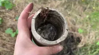 For 100 Years the Trees Hid These Treasures Until Now