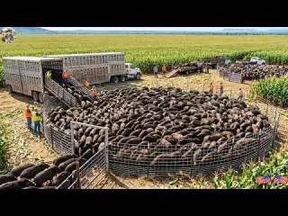 Unbelievable What Did These Huge Traps Catch in Just One
