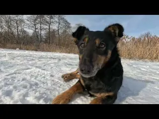 Winter camping tent dog river quiet fishing