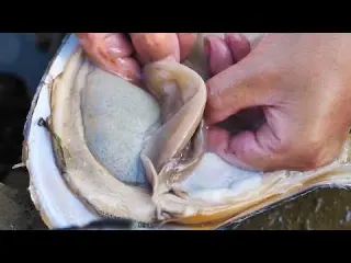 Harvest abundant clams even if bound they cannot block the