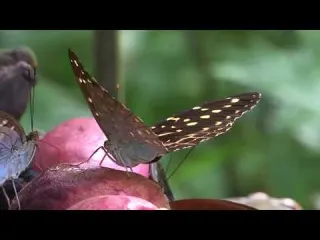 A la découverte du parc du Kinabalu en Malésie
