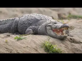 Jungle Animals 4K Scenic Wildlife Film with Calming Music