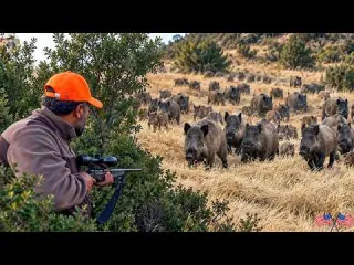 Massive Wild Boar Trapping How Effective Is This Steel