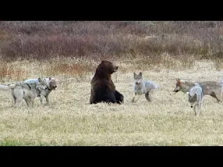 Six Wolves Take Down a Grizzly s Meal in Seconds