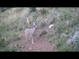 Zoomies Coues deer
