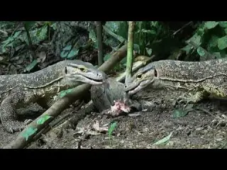 Wilderness survival skills discovering a fierce wild animal