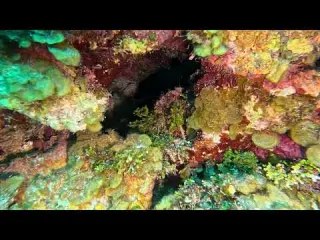 CLIP Dive 131 Feather Duster Worms Virginia s Wall 2 23 26