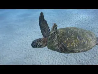 Blackrock Diving Day Maui Hawaii May