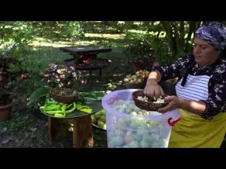 Harvesting 100 Organic Green Tomatoes and Pickling for