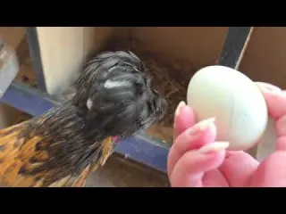 Danusska saca pollitos en una gallina clueca