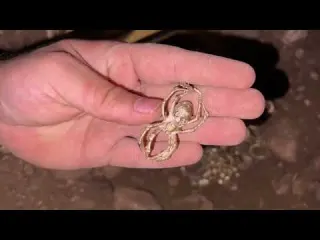 We Found Big Treasures In The Forest With Metal Detector