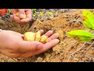 I Found a HUGE Nest of Gold Nuggets Under the Ground