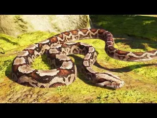 Planet Zoo 2 Boa Constrictor Gameplay PS5 UHD 4K30FPS