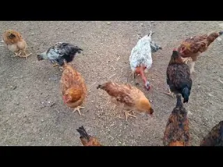 La crianza de gallinas es difícil por este motivo