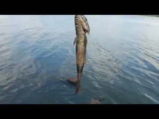 O dia que a morte tirou férias depois do susto algo