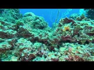 CLIP Dive 131 Threespot Damselfish Virginia s Wall 2 23 26
