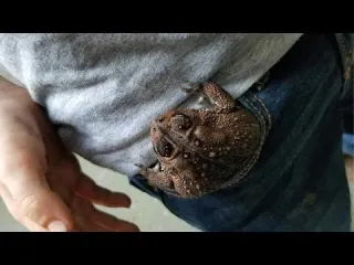 Tom s Toad Fort Video Building a cardboard fort for pet toad