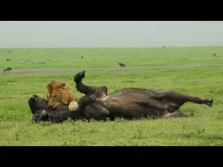 Amazing Footage of a Male Lion Taking Down a Buffalo with