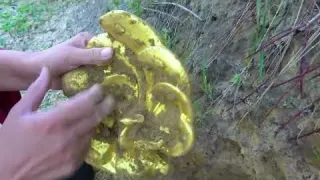 The boy searched for treasure in the wild and found super