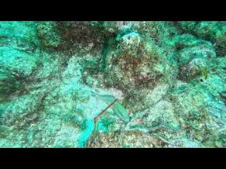 CLIP Dive 131 Redtail Parrotfish with Pederson Cleaner