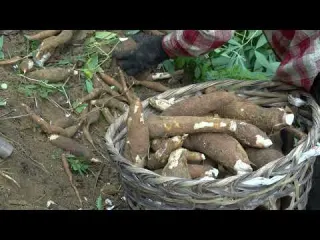 Harvesting cassava roots and making cassava cakes bringing