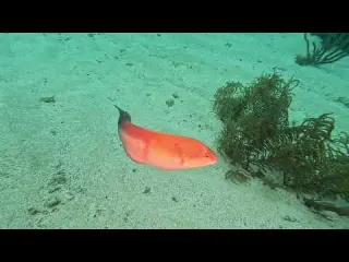 CLIP Dive 131 Very Friendly Neon Wrasse Virginia s Wall 2