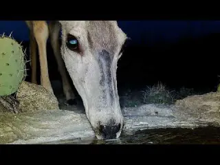 Who shows up at Night